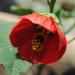 Sadnice - sobne biljke: Abutilon, slika1